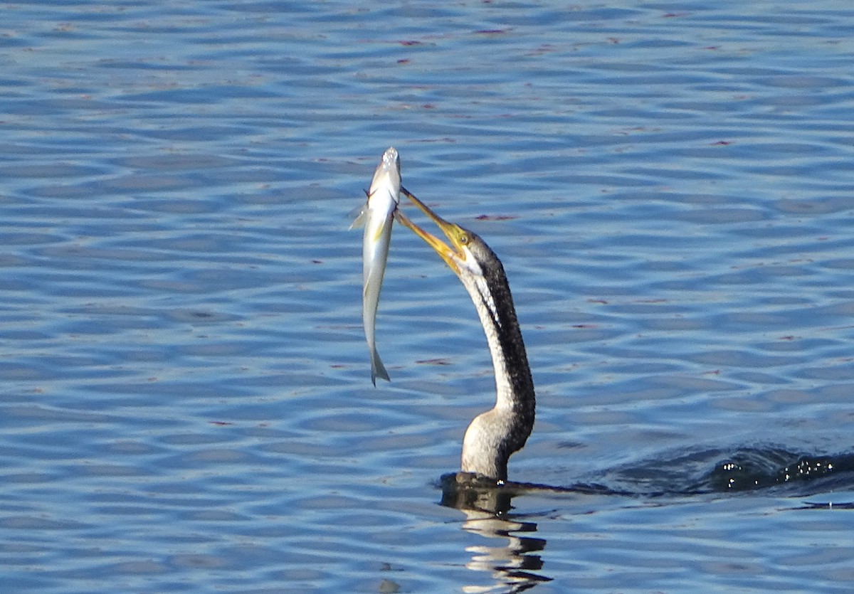 Austral-Schlangenhalsvogel - ML620775222