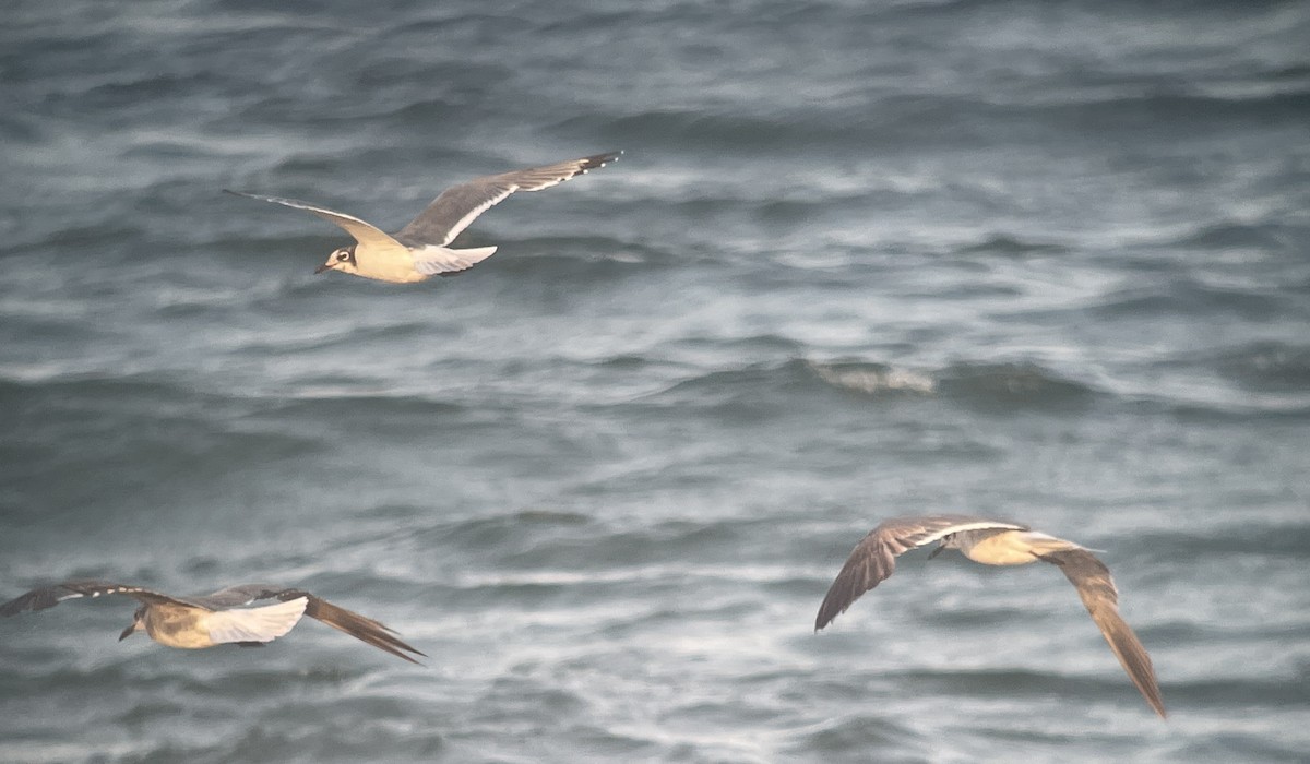 Franklin's Gull - Valerie Burdette