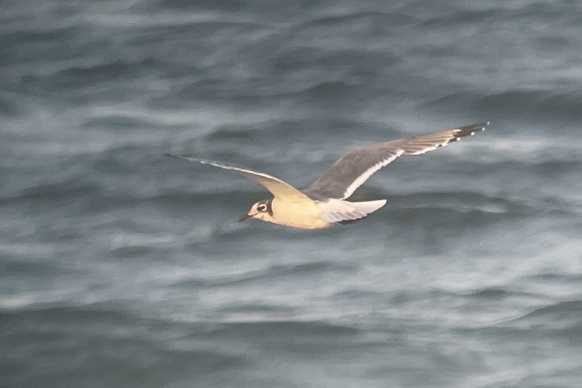 Franklin's Gull - ML620775224