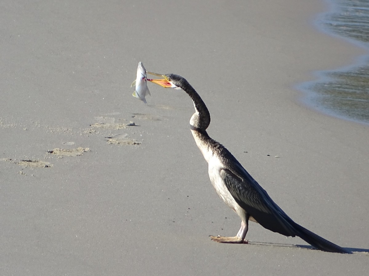 Anhinga Australiana - ML620775225