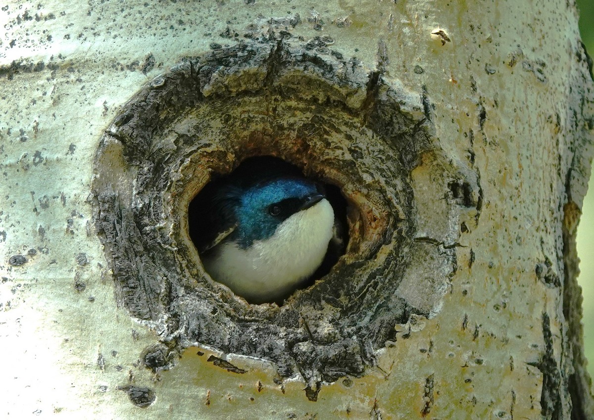 Tree Swallow - ML620775226