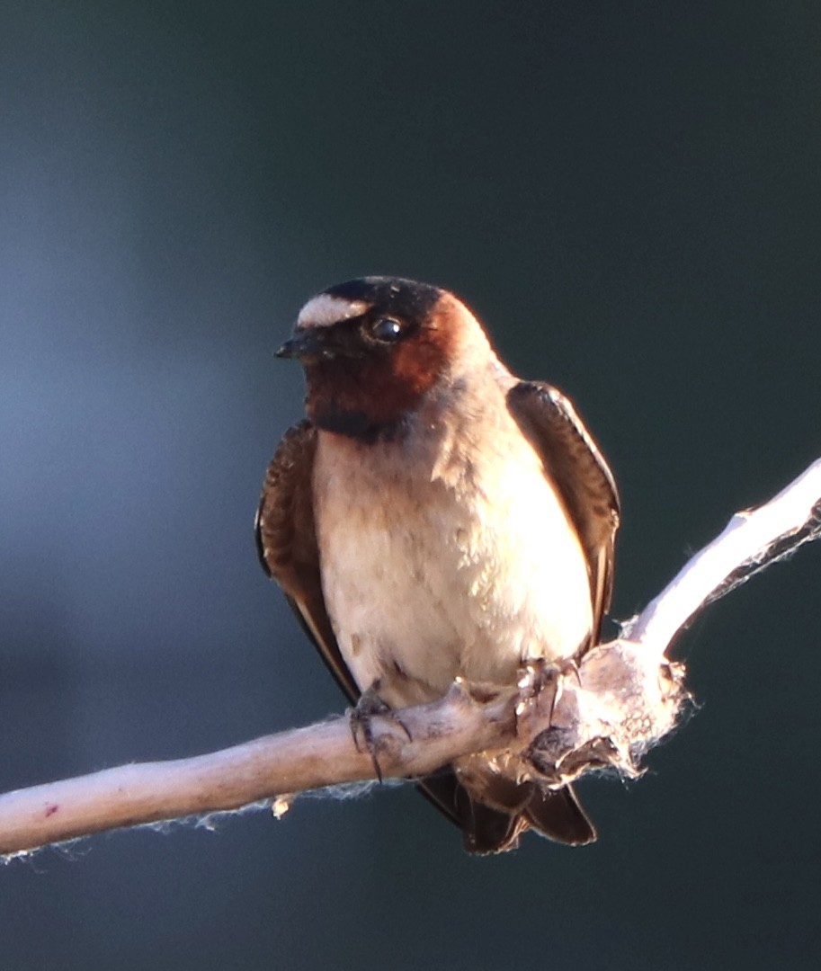 Cliff Swallow - ML620775227