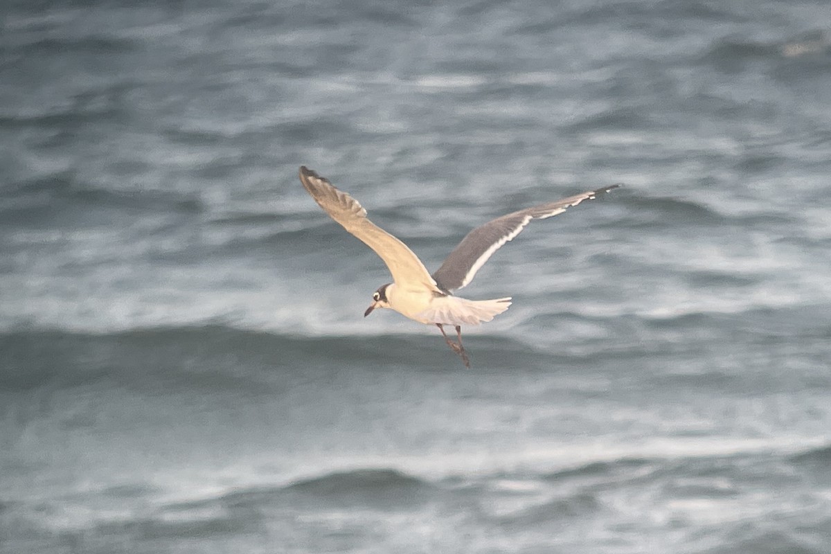 Franklin's Gull - ML620775228