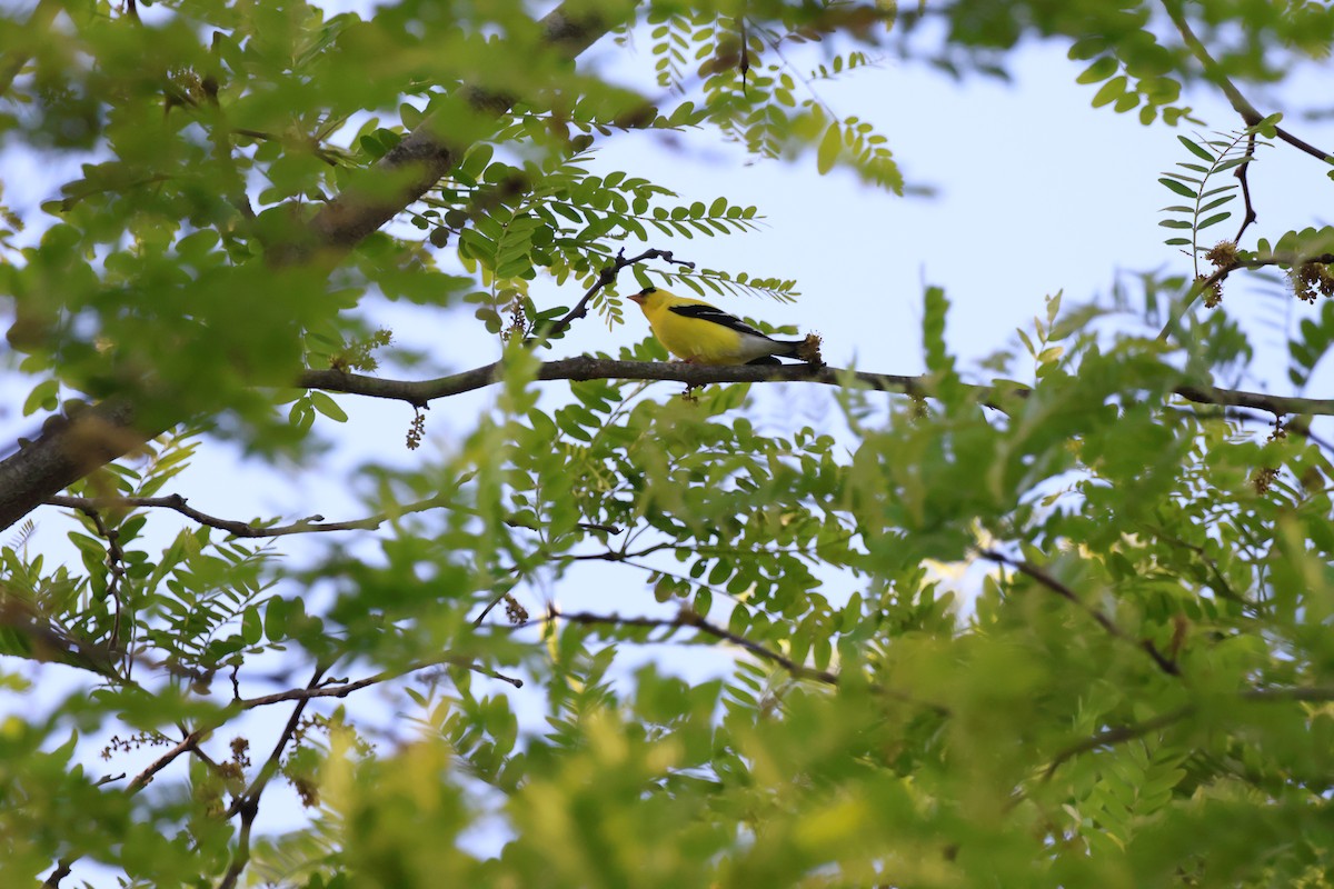 American Goldfinch - ML620775229