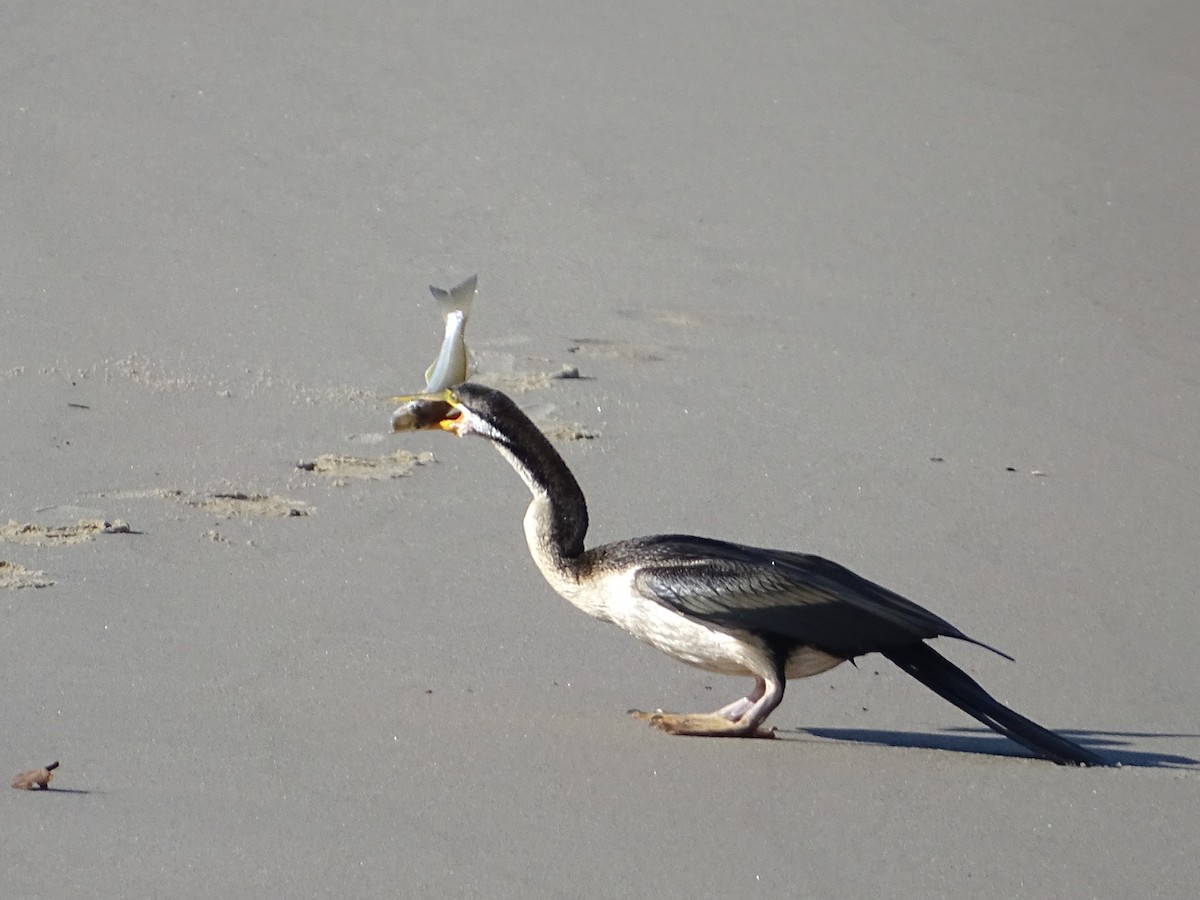 anhinga australská - ML620775230