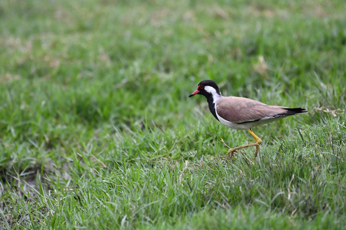 Red-wattled Lapwing - ML620775231