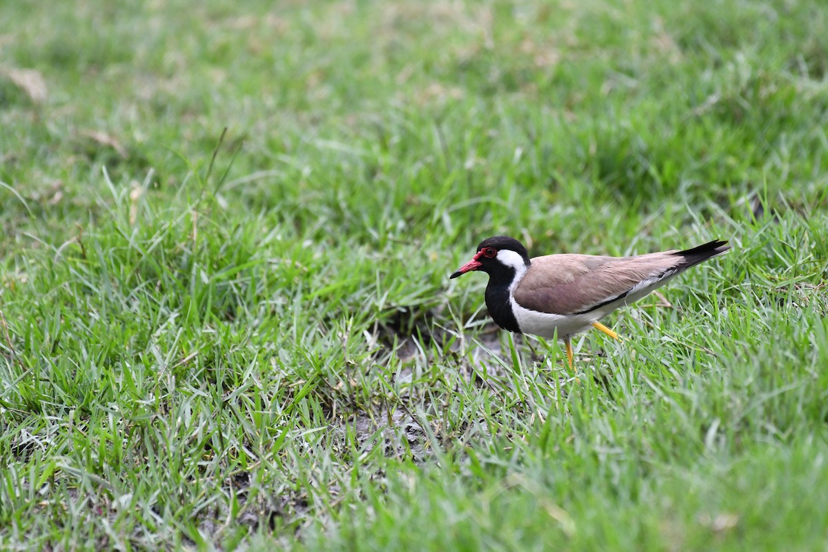 Red-wattled Lapwing - ML620775232