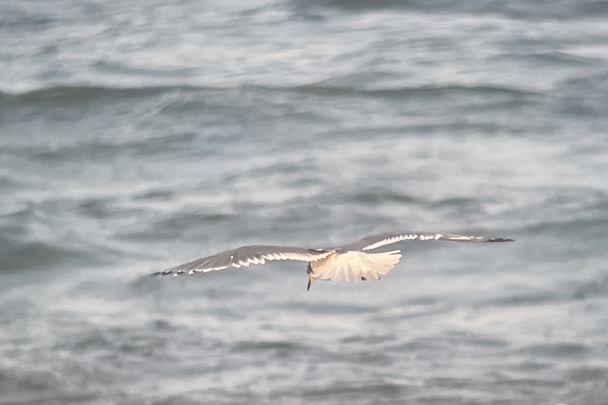 Franklin's Gull - Valerie Burdette