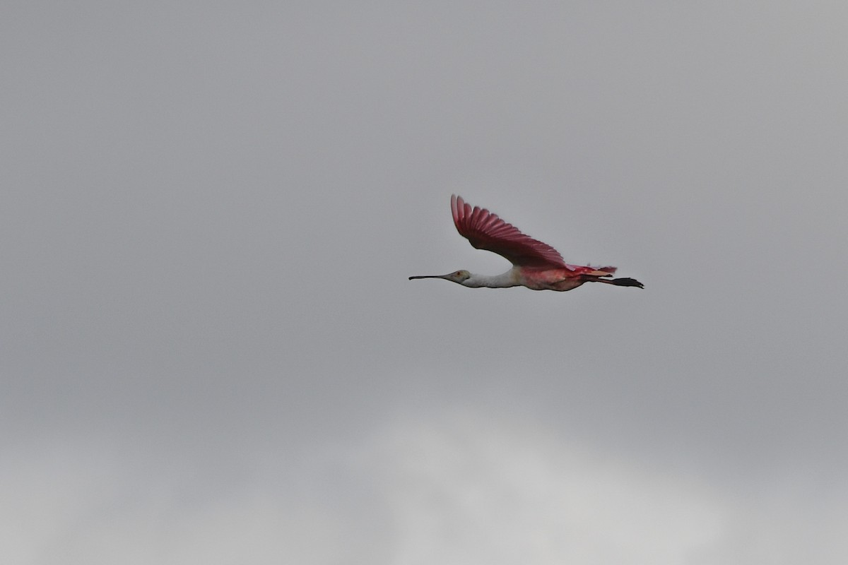 Roseate Spoonbill - ML620775234