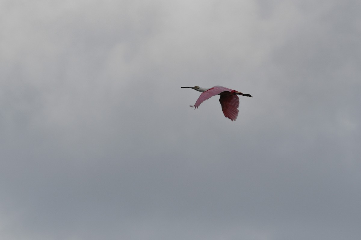 Roseate Spoonbill - ML620775235