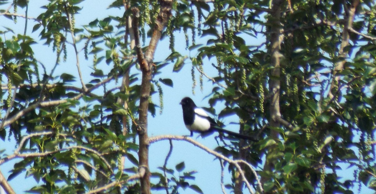 Black-billed Magpie - ML620775236