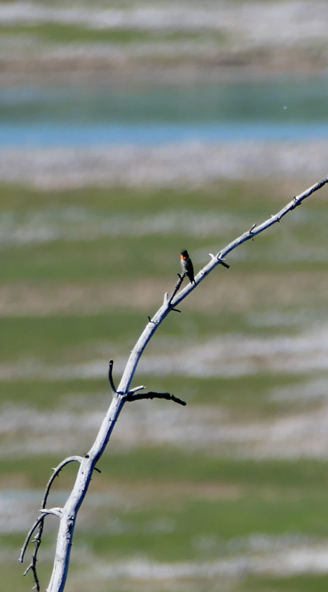 Ruby-throated Hummingbird - ML620775237