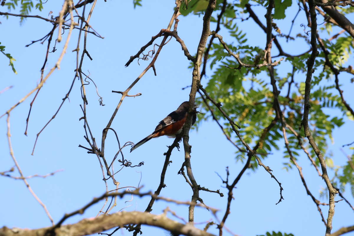 Eastern Towhee - Josiah Rajasingh