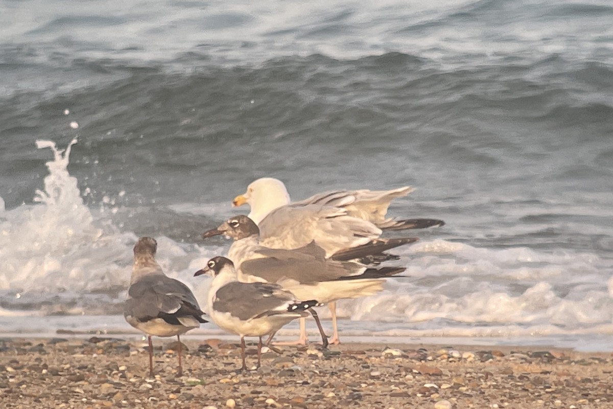 Franklin's Gull - ML620775240