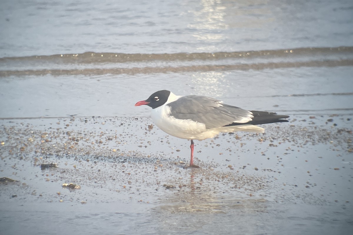 Gaviota Guanaguanare - ML620775250