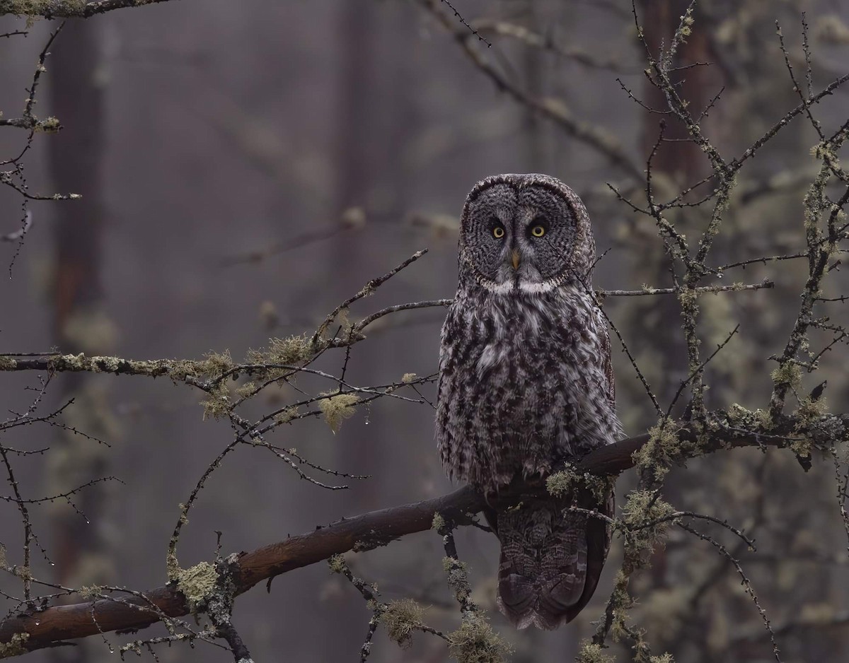 Great Gray Owl - ML620775251