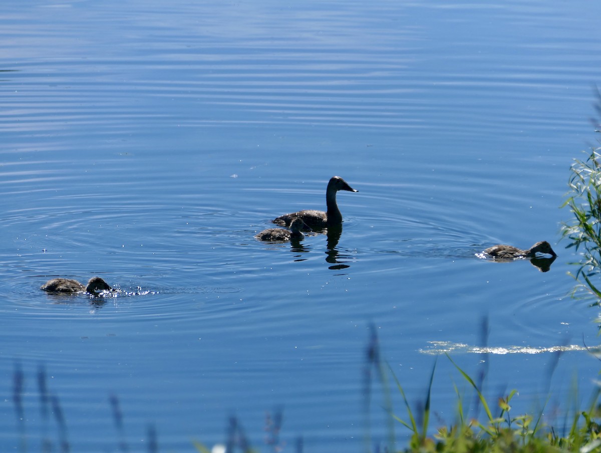 Canvasback - ML620775252