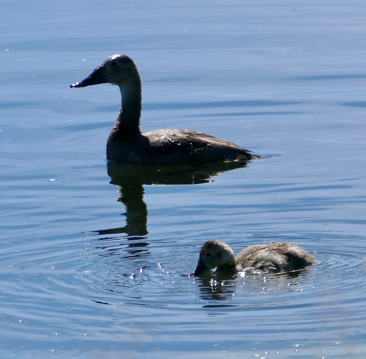 Canvasback - ML620775255