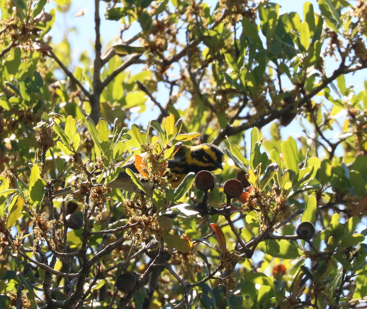 Townsend's Warbler - ML620775260