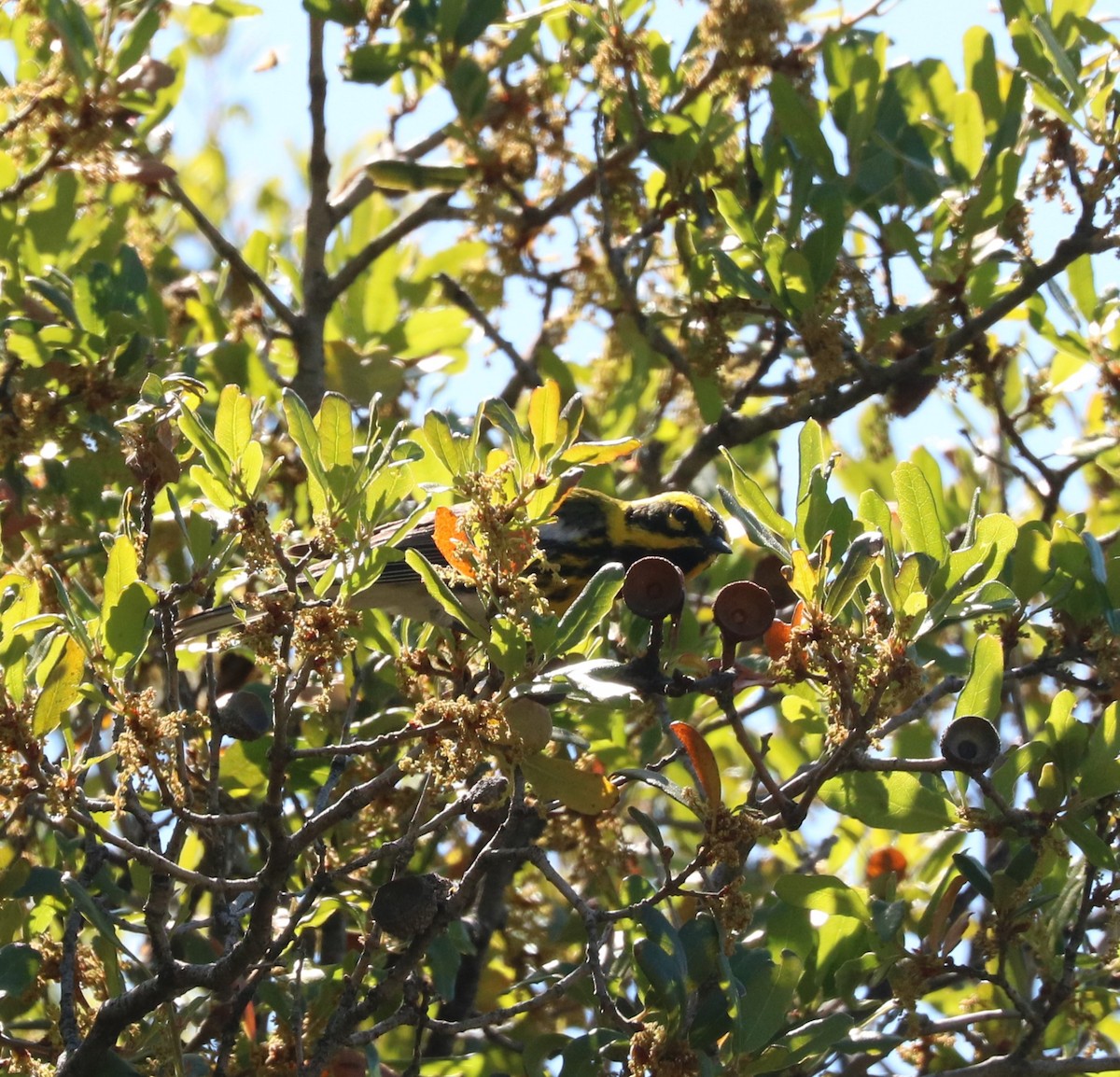 Townsend's Warbler - adam zions