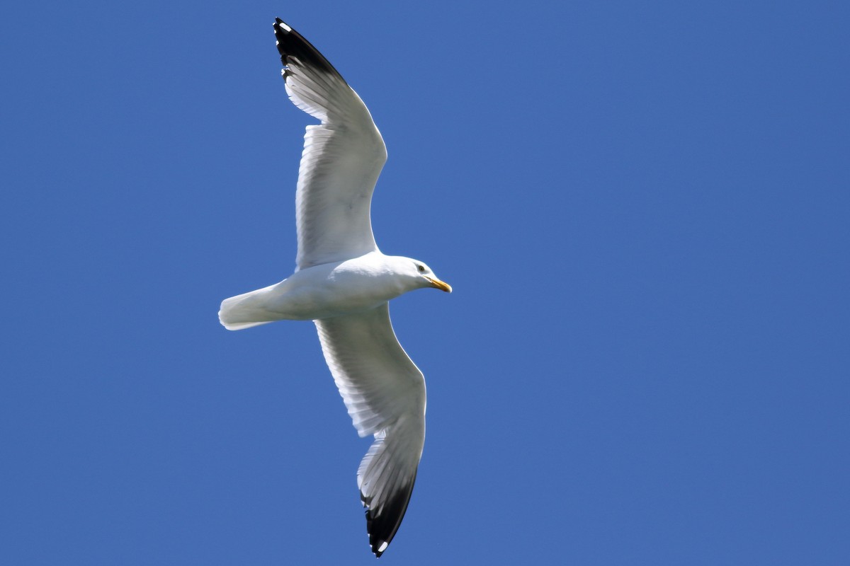 Herring Gull - ML620775262