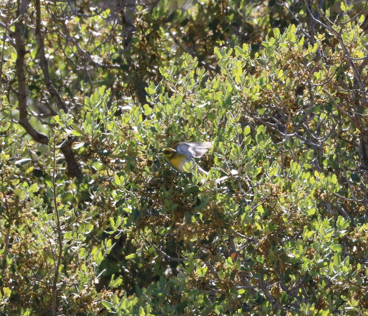 Townsend's Warbler - ML620775263