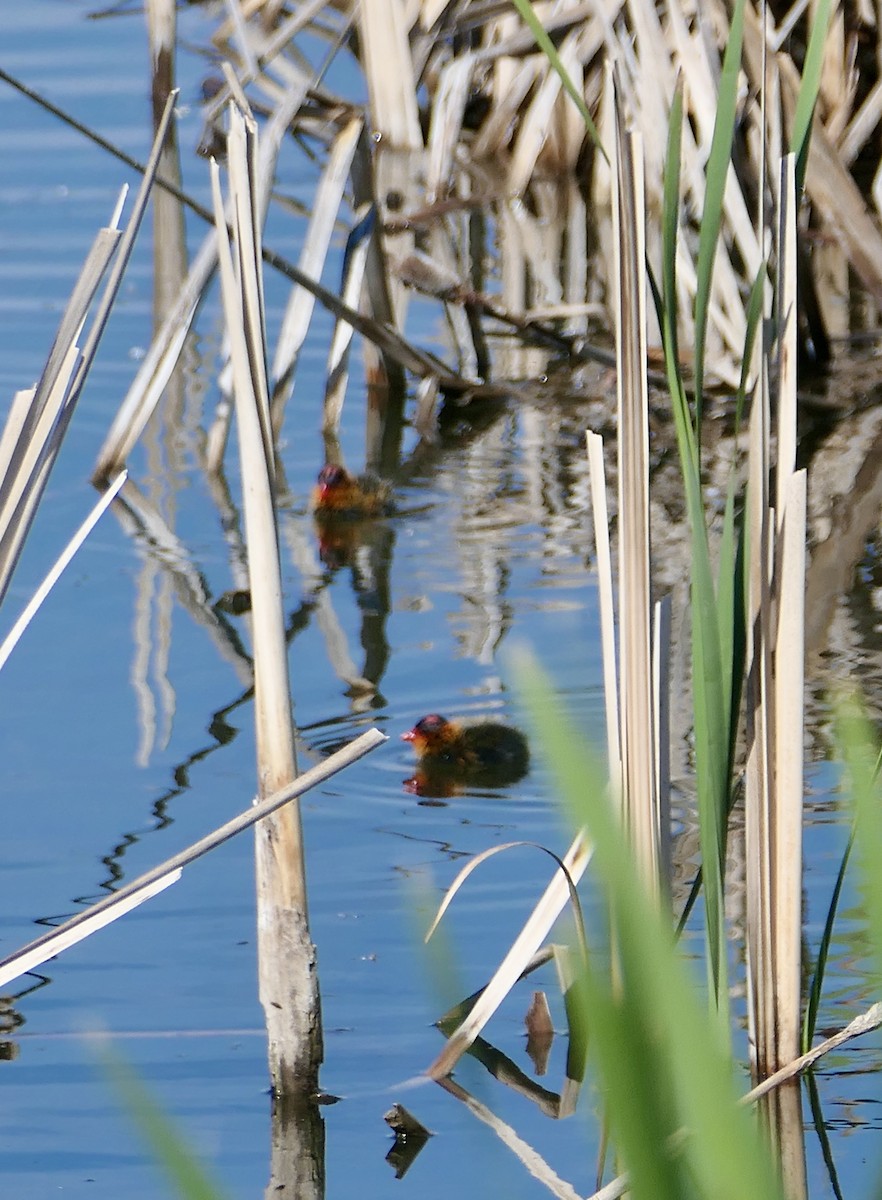 American Coot - ML620775270