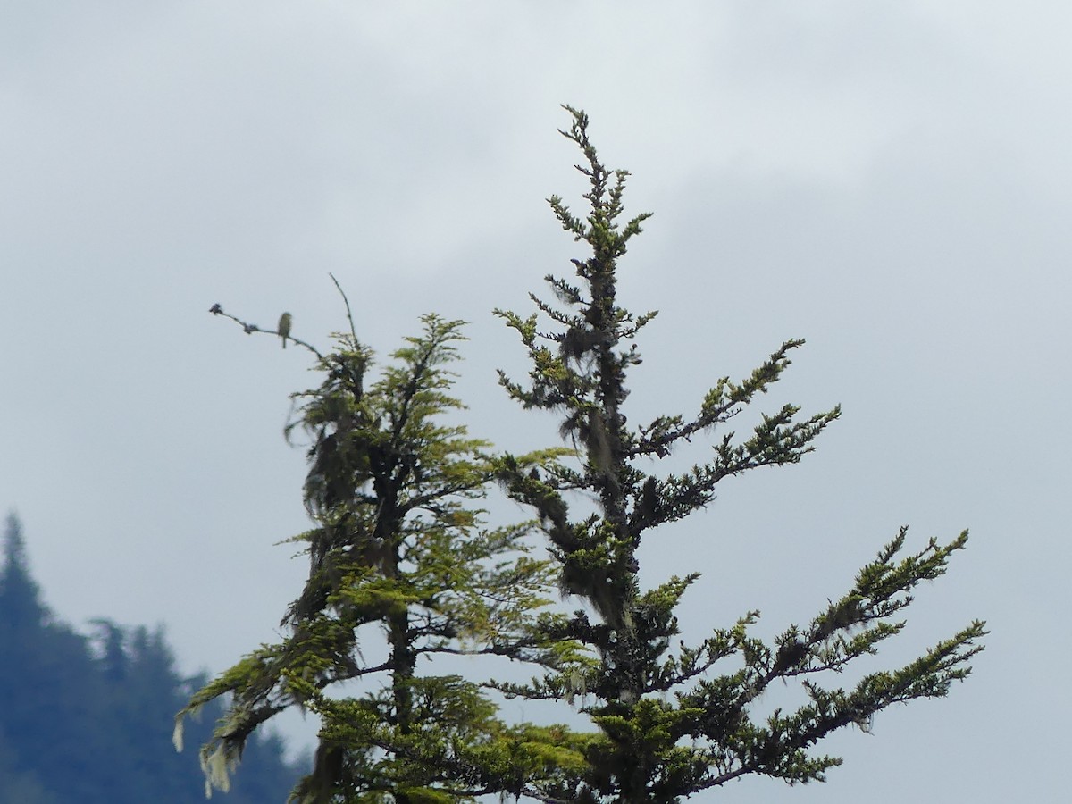 Yellow-bellied Flycatcher - ML620775275