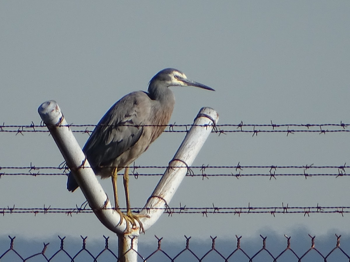 White-faced Heron - Richard Murray