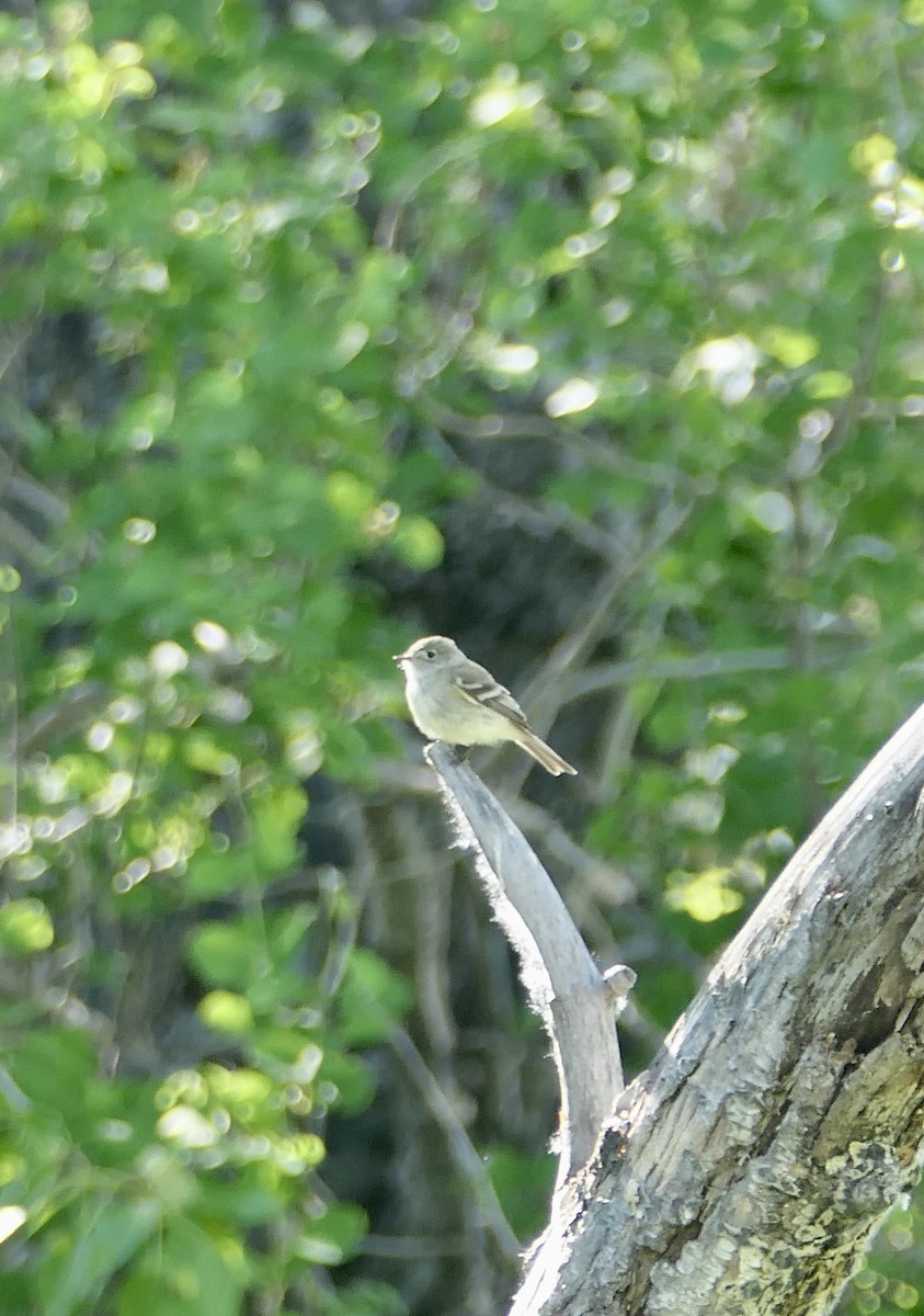 Least Flycatcher - ML620775279