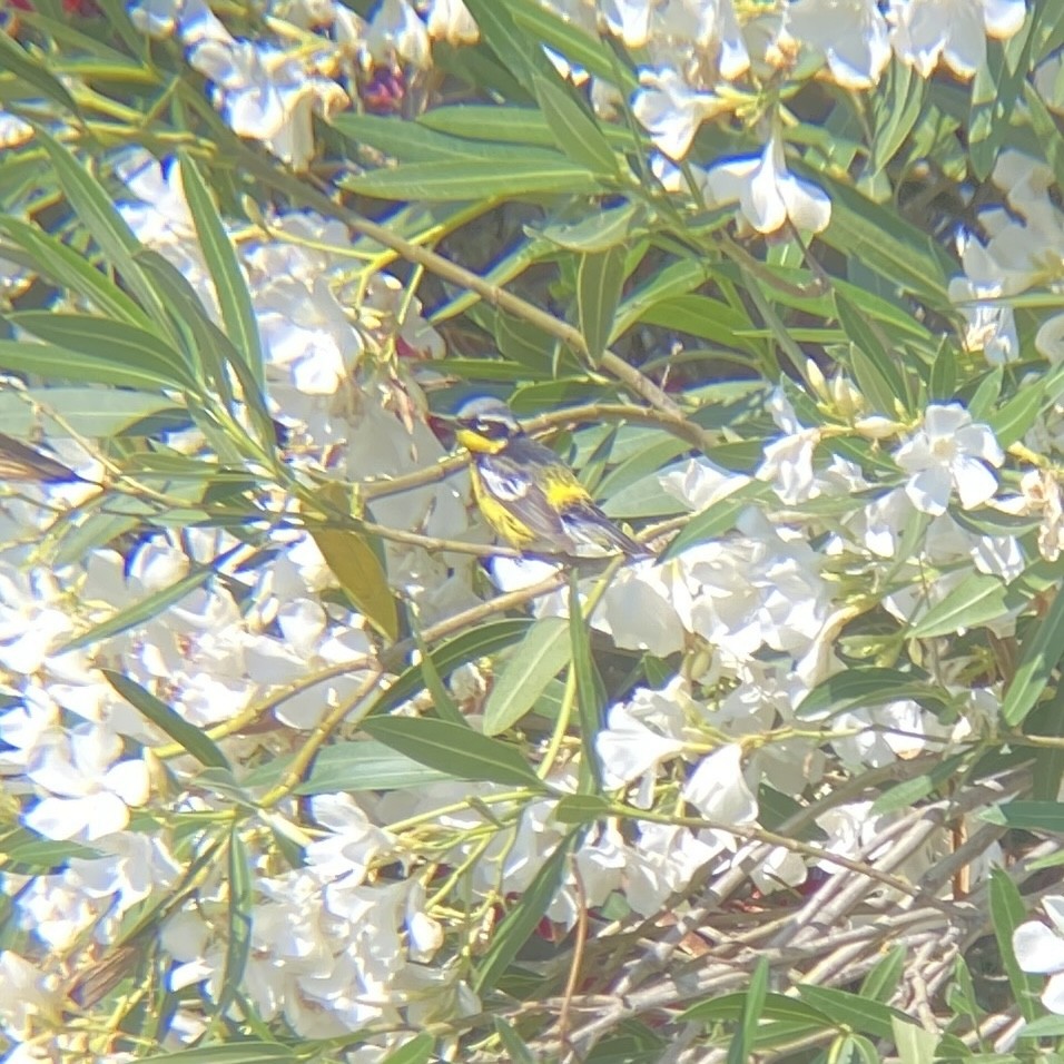 Magnolia Warbler - ML620775286