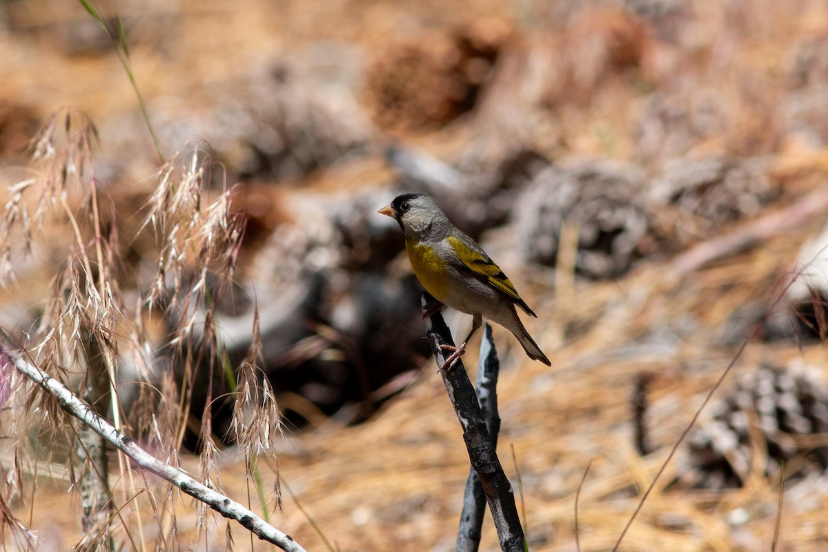 Lawrence's Goldfinch - ML620775300