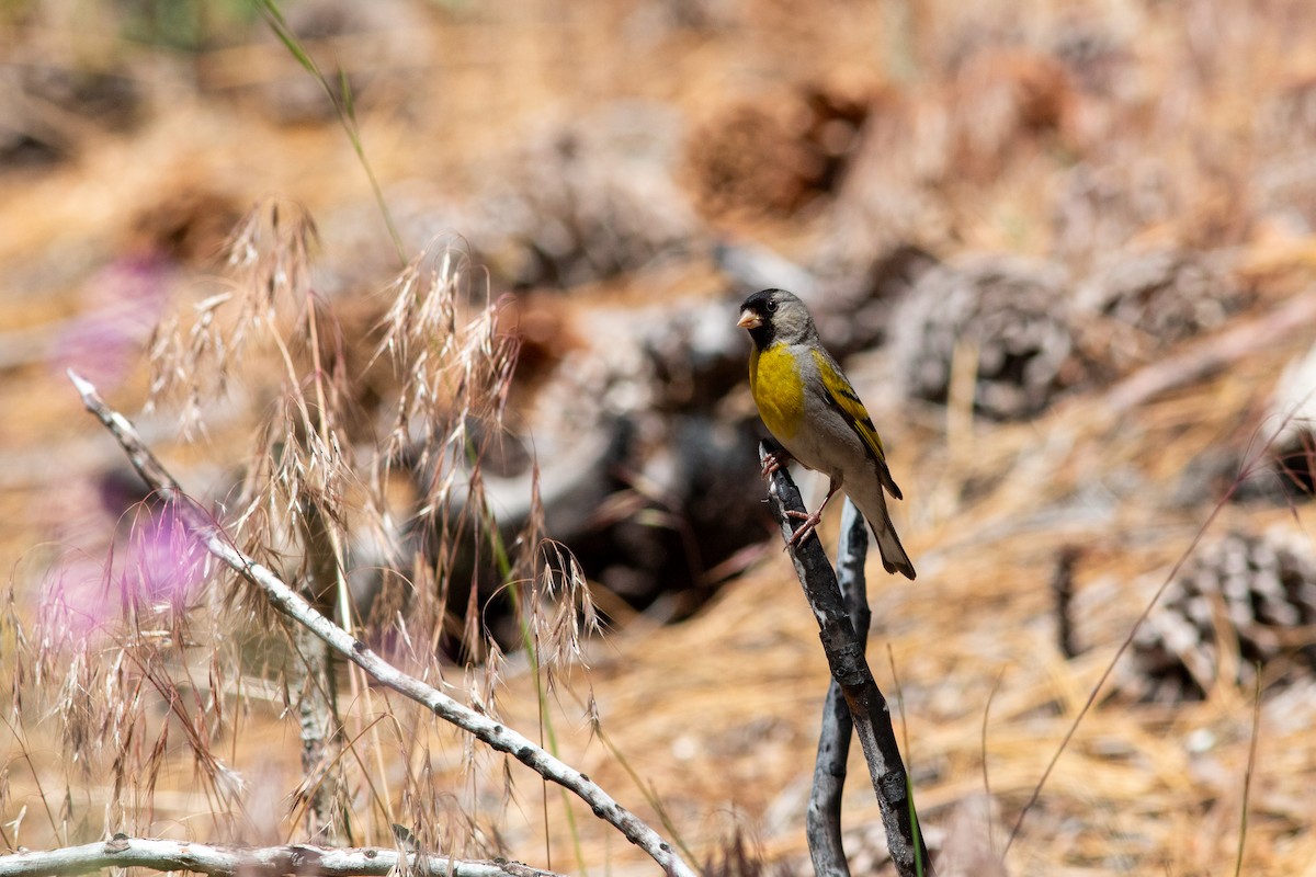 Lawrence's Goldfinch - ML620775301