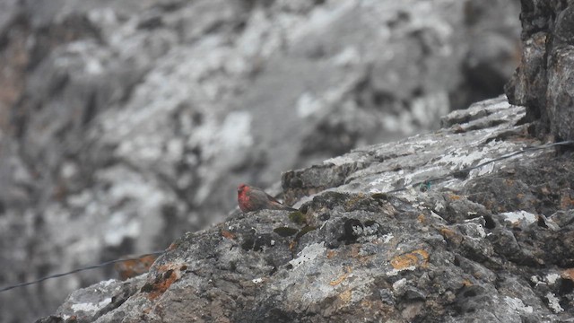 Roselin à gorge rouge - ML620775309