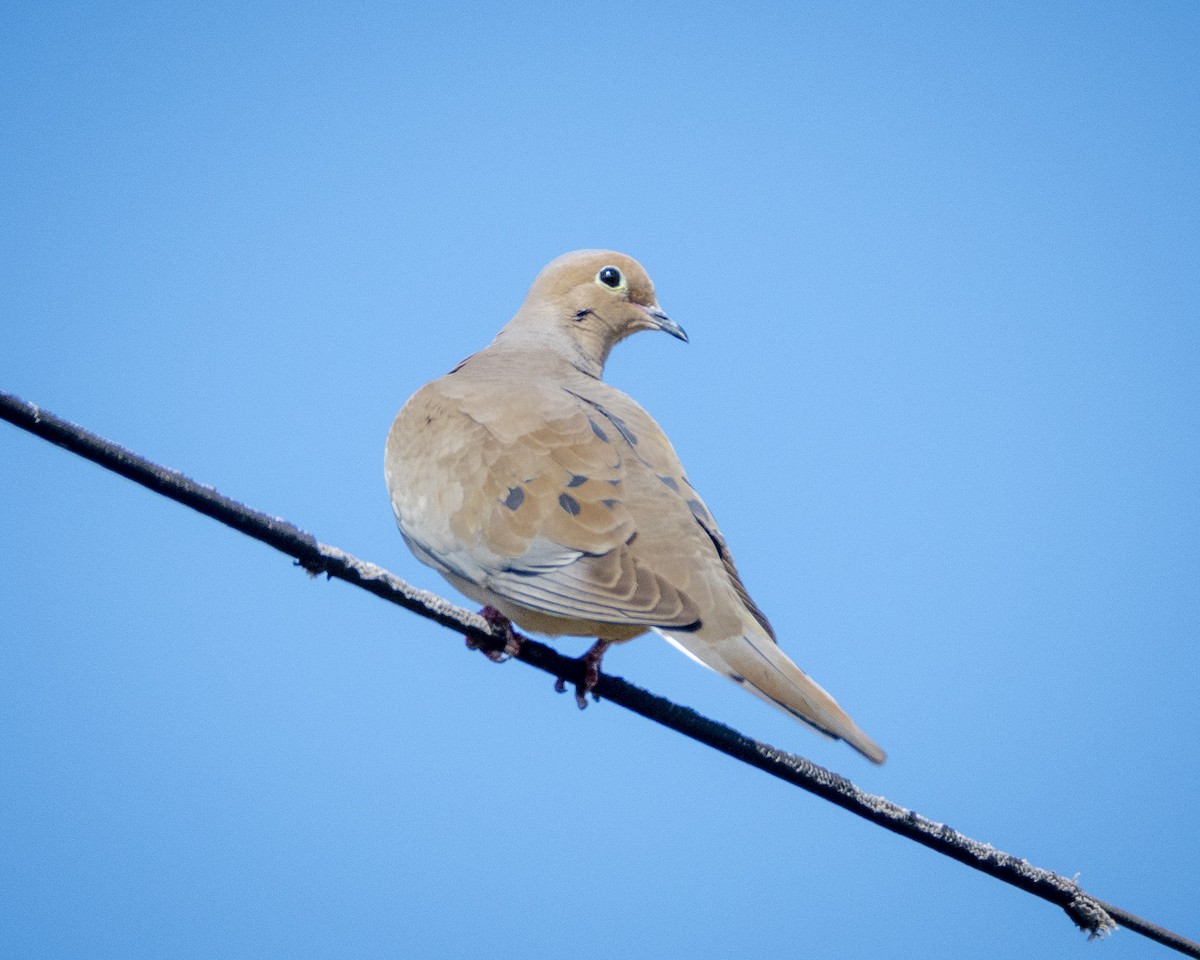 Mourning Dove - ML620775314