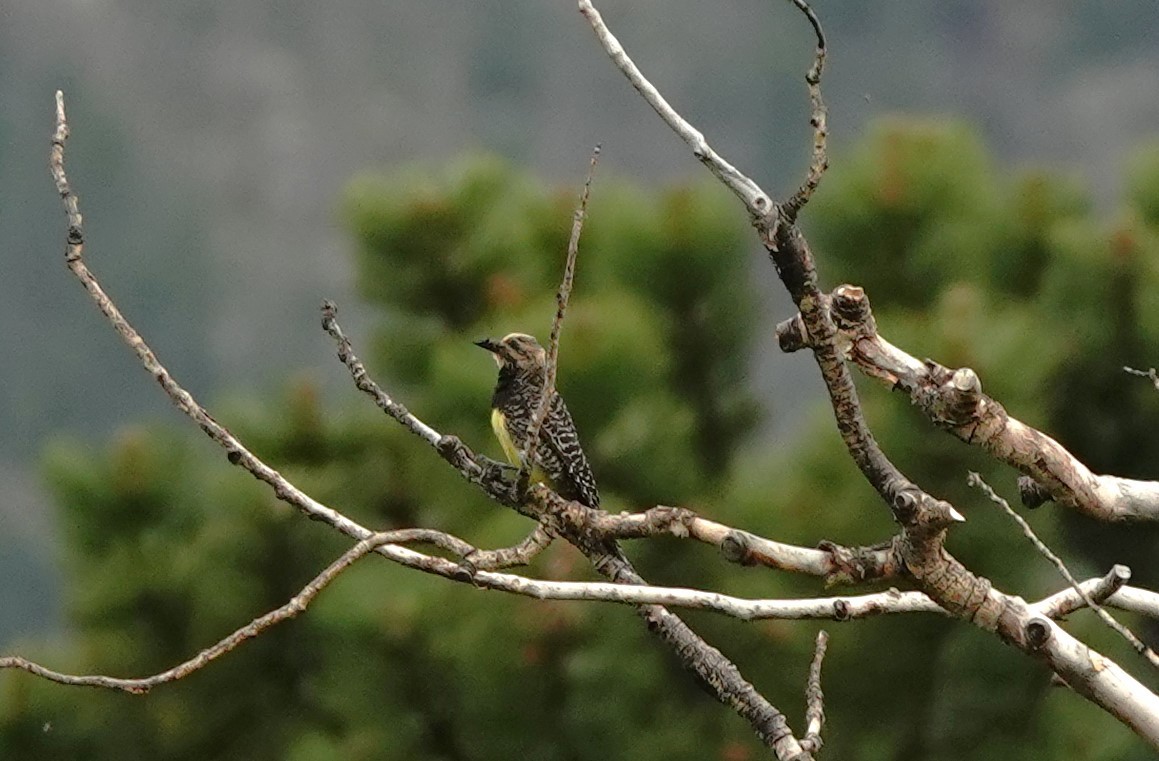 Williamson's Sapsucker - ML620775315