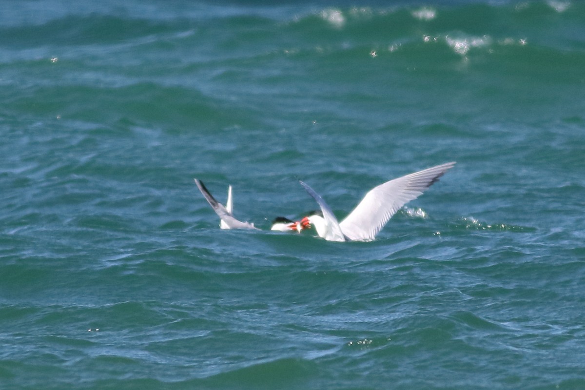 Caspian Tern - ML620775319