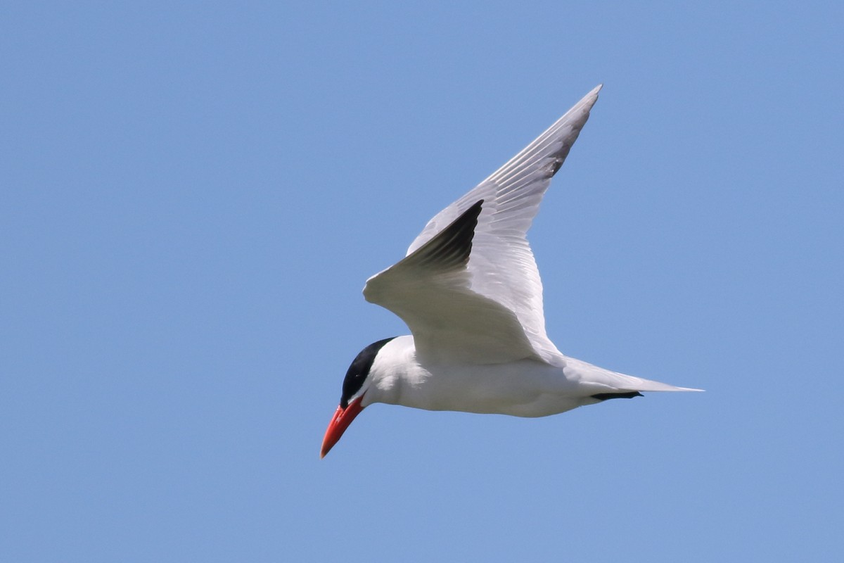 Caspian Tern - ML620775322