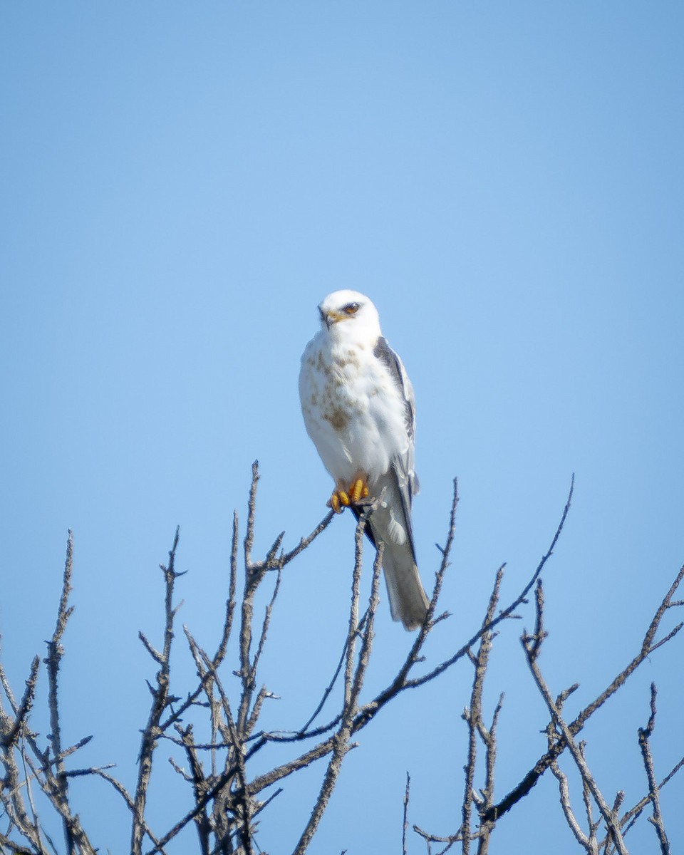 White-tailed Kite - ML620775329