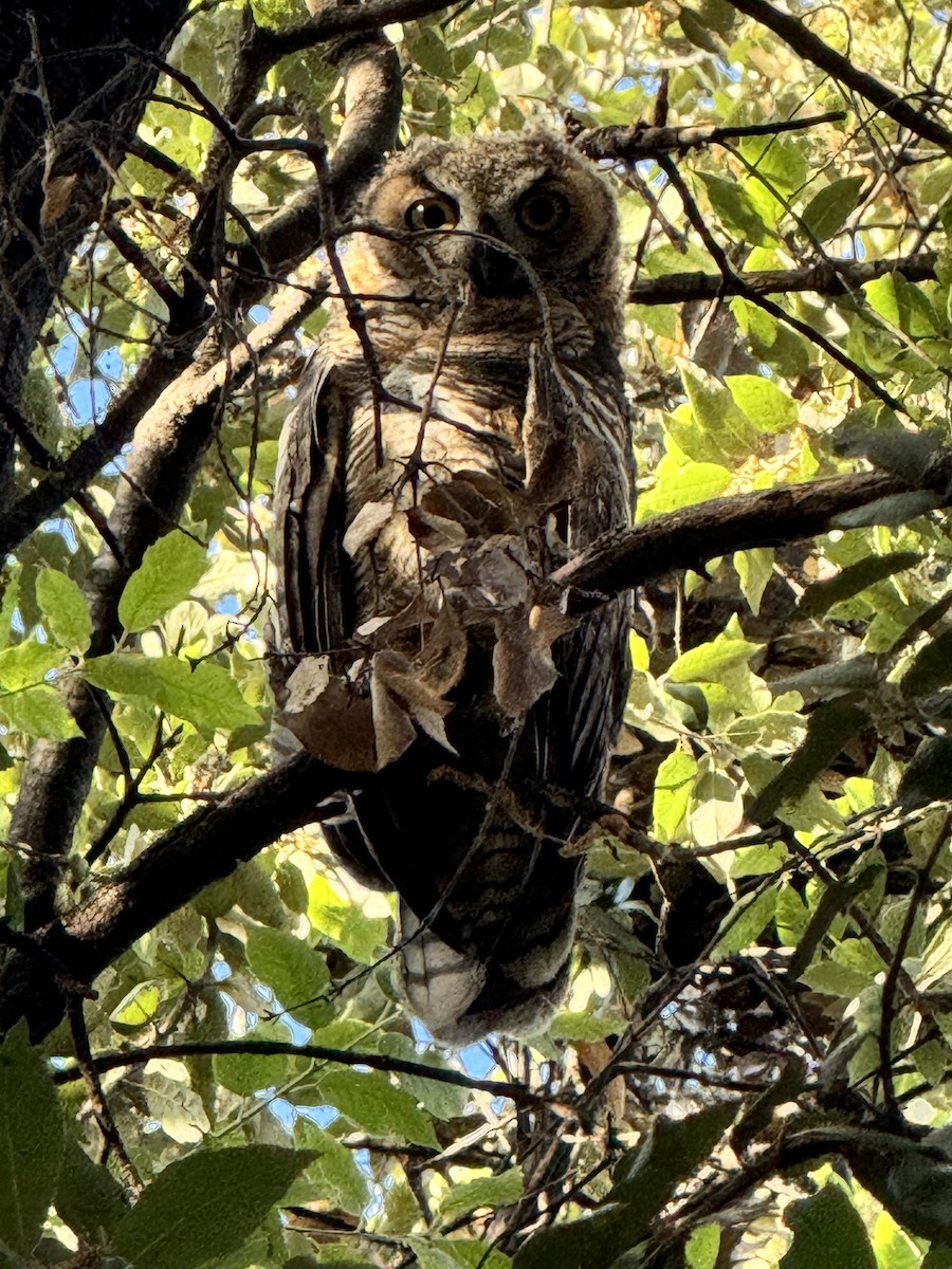 Great Horned Owl - ML620775334