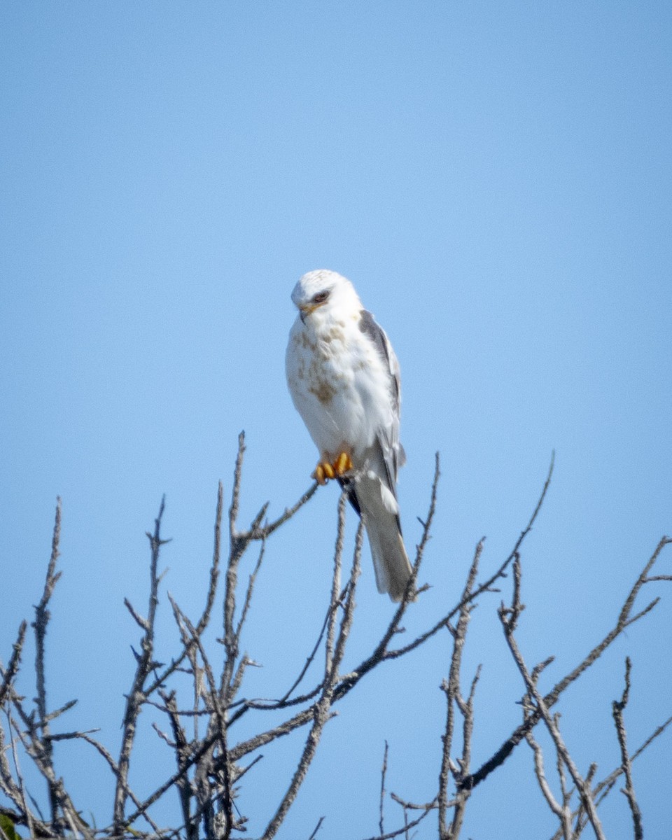 White-tailed Kite - ML620775337