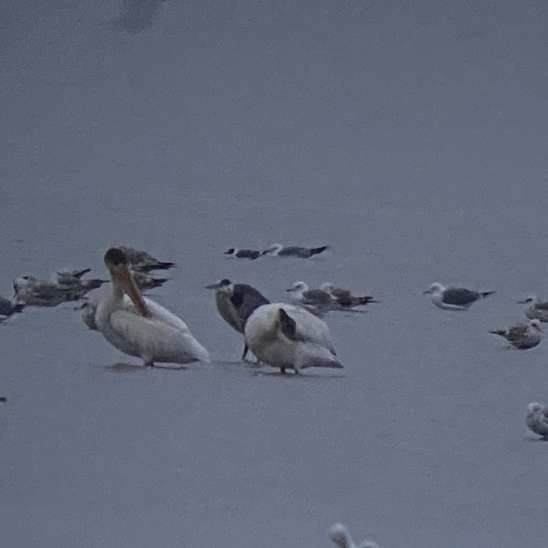 Franklin's Gull - ML620775344