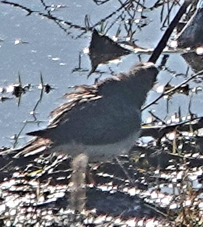 Spotted Sandpiper - ML620775357