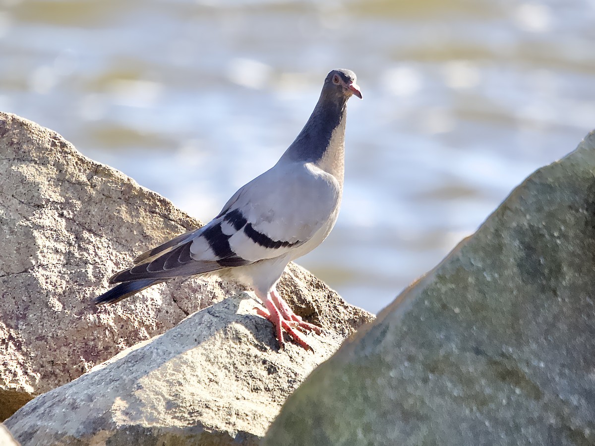 Rock Pigeon (Feral Pigeon) - ML620775359