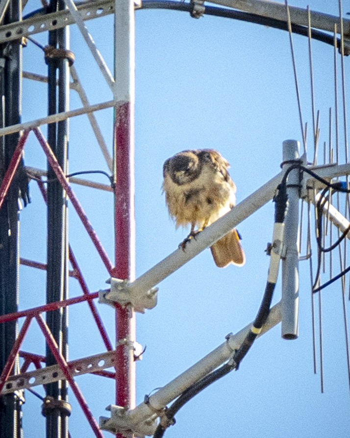 Red-tailed Hawk - ML620775365