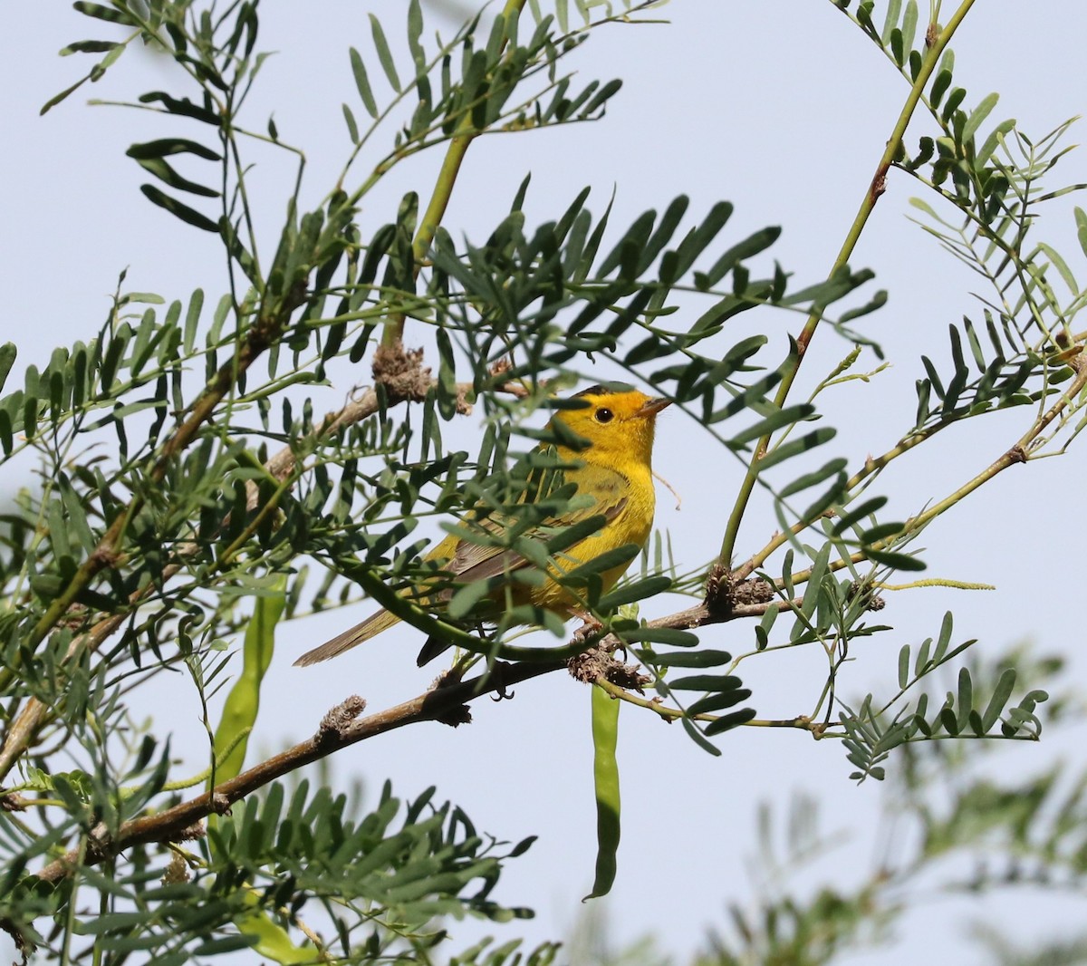 Wilson's Warbler - ML620775367