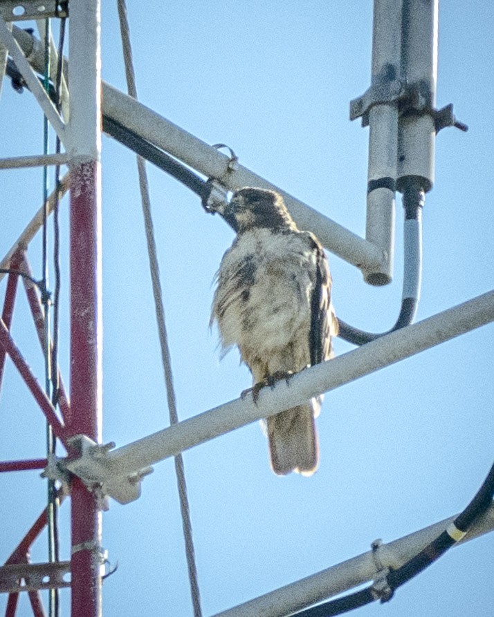 Red-tailed Hawk - ML620775368