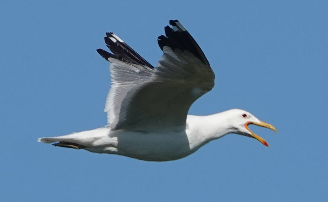 California Gull - ML620775370