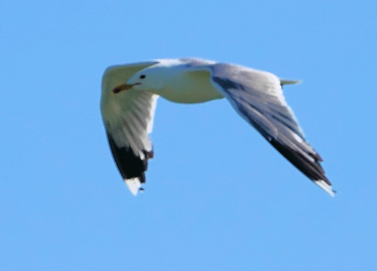 California Gull - ML620775371