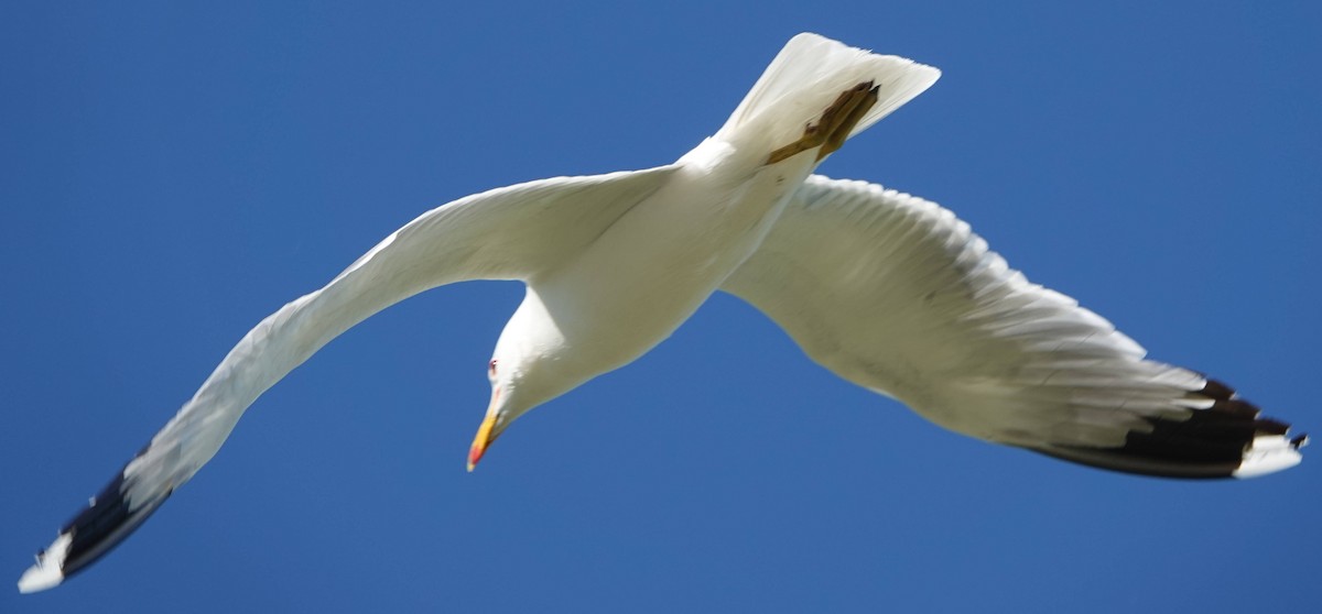 California Gull - ML620775372